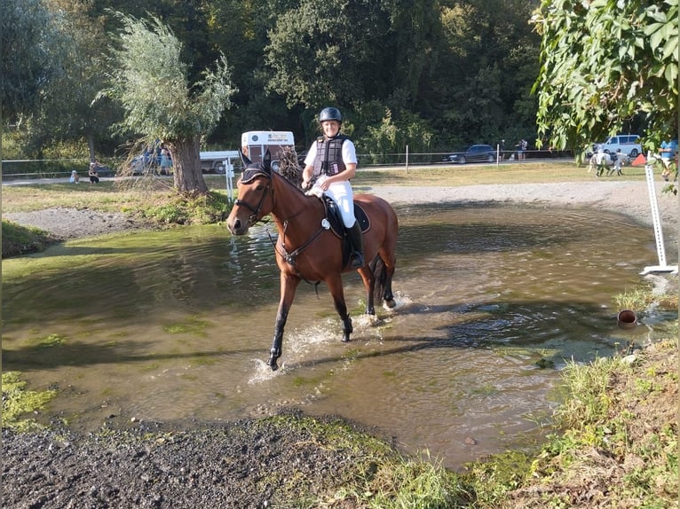 Oldenburg-International (OS) Mare 6 years 15,2 hh Brown in Dobersch&#xFC;tz