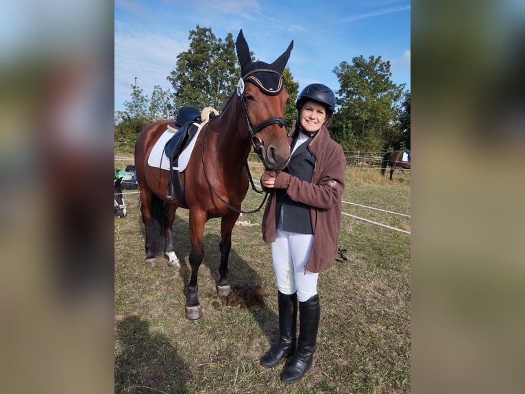 Oldenburg-International (OS) Mare 6 years 15,2 hh Brown in Dobersch&#xFC;tz