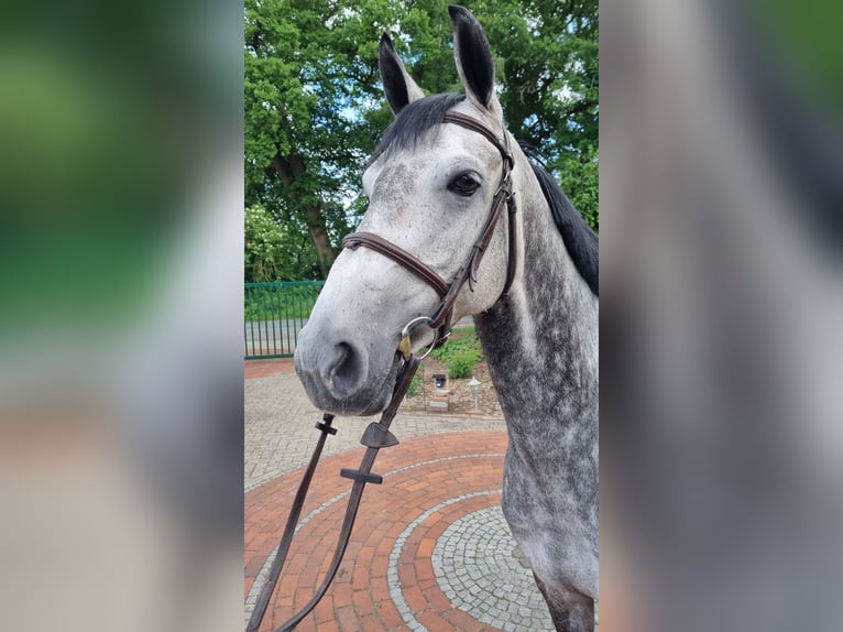 Oldenburg-International (OS) Mare 6 years 15,2 hh Gray in Wettrup