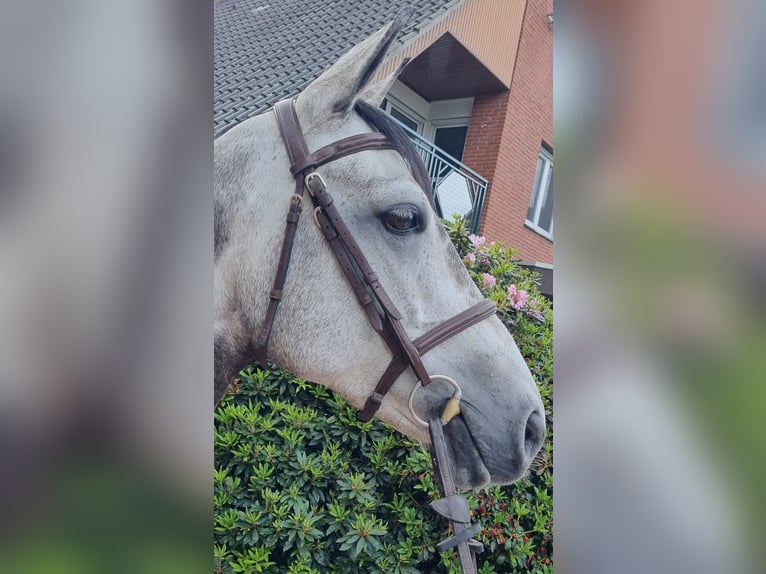 Oldenburg-International (OS) Mare 6 years 15,2 hh Gray in Wettrup