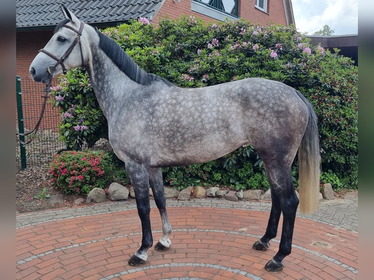 Oldenburg-International (OS) Mare 6 years 15,2 hh Gray in Wettrup