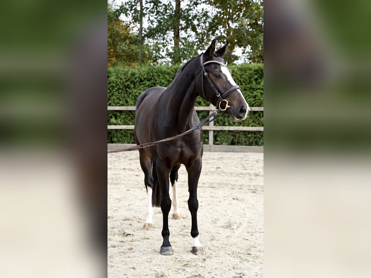 Oldenburg-International (OS) Mare 6 years 15,3 hh Bay-Dark in Lohne (Oldenburg)