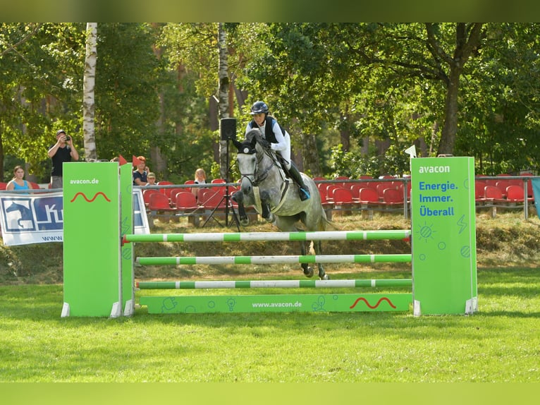 Oldenburg-International (OS) Mare 6 years 15,3 hh Grey in Rodenwalde