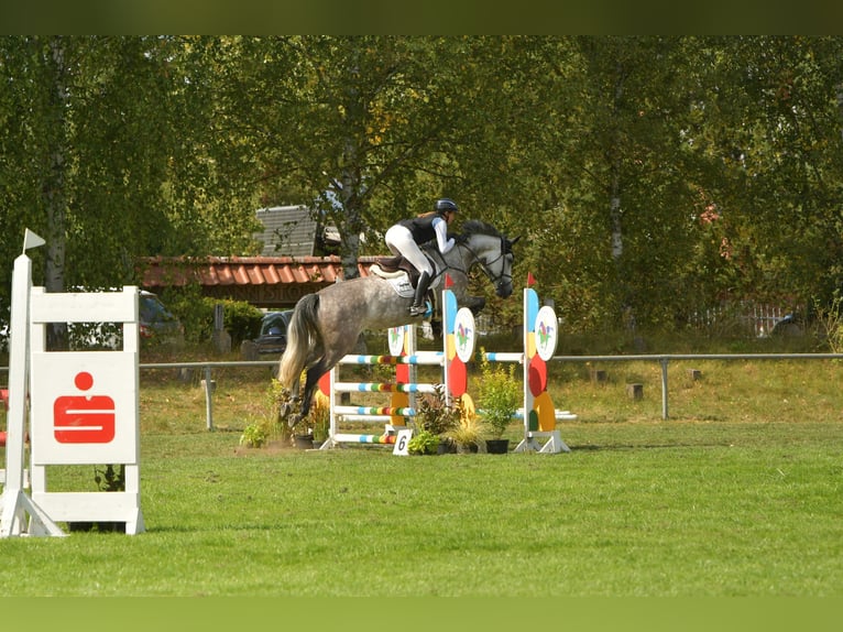 Oldenburg-International (OS) Mare 6 years 15,3 hh Grey in Rodenwalde
