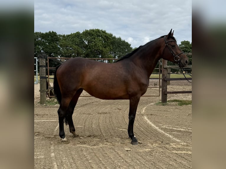 Oldenburg-International (OS) Mare 6 years 16.1 hh Bay-Dark in Cloppenburg