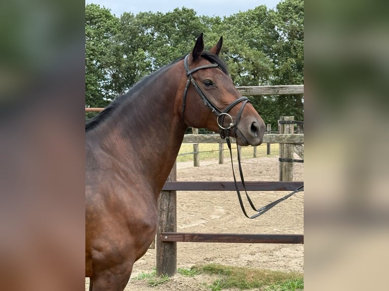 Oldenburg-International (OS) Mare 6 years 16.1 hh Bay-Dark in Cloppenburg