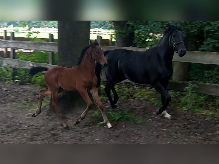Oldenburg-International (OS) Mare 6 years 16.1 hh Brown in Großrinderfeld