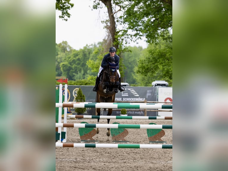 Oldenburg-International (OS) Mare 6 years 16.1 hh Brown in Visbek