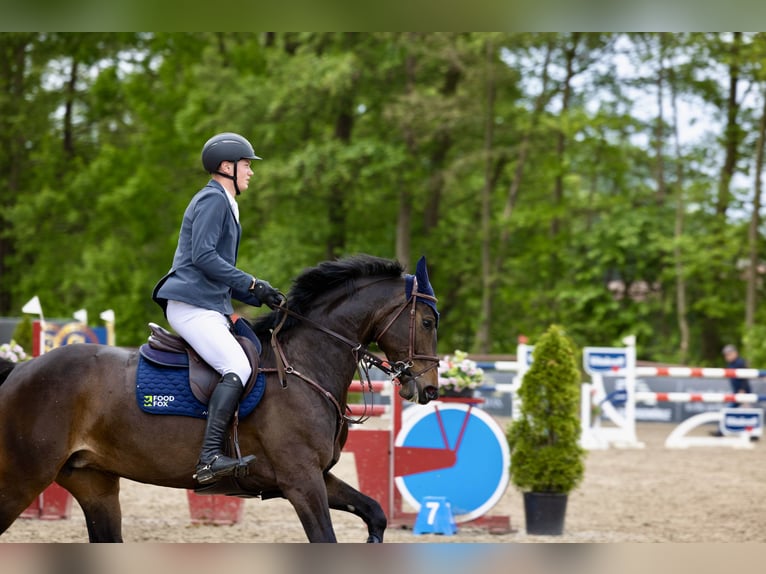 Oldenburg-International (OS) Mare 6 years 16.1 hh Brown in Visbek