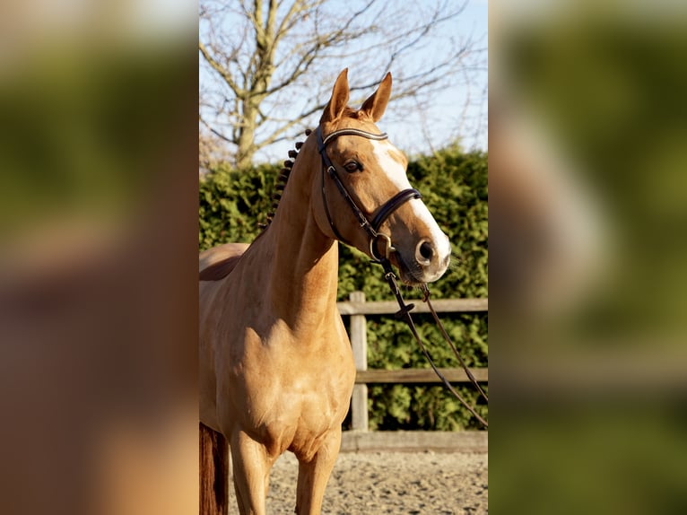 Oldenburg-International (OS) Mare 6 years 16.1 hh Chestnut-Red in Lohne (Oldenburg)