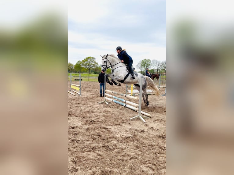 Oldenburg-International (OS) Mare 6 years 16.1 hh Grey-Dapple in Westerstede