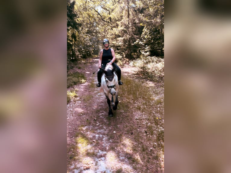 Oldenburg-International (OS) Mare 6 years 16.1 hh Grey-Dapple in Westerstede
