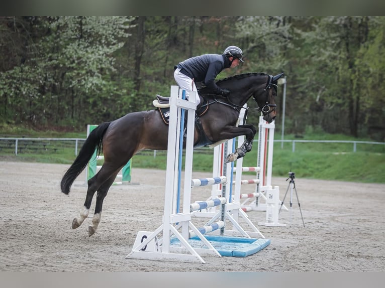 Oldenburg-International (OS) Mare 6 years 16.2 hh Bay-Dark in Braunsbedra