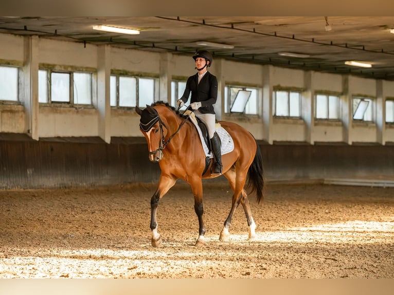 Oldenburg-International (OS) Mare 6 years 16.2 hh Brown in Kühren-Burkartshain