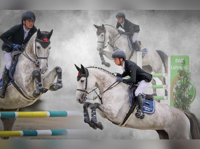 Oldenburg-International (OS) Mare 6 years 16,2 hh Grey in Ankum