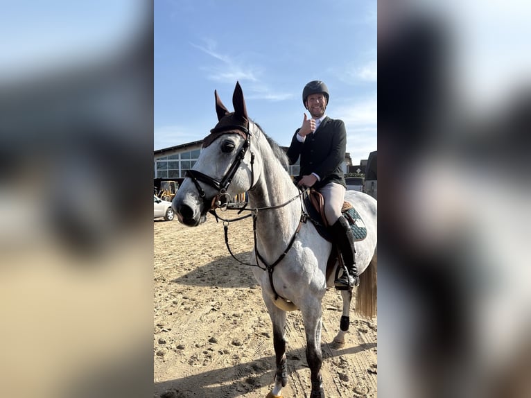 Oldenburg-International (OS) Mare 6 years 16.2 hh Grey in Osnabrück