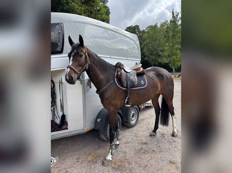 Oldenburg-International (OS) Mare 6 years 16 hh Bay-Dark in Limburg an der Lahn
