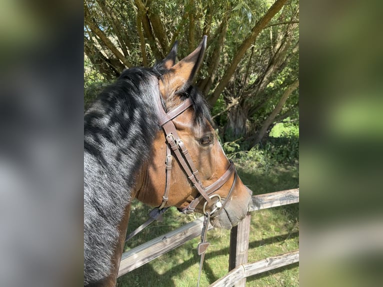 Oldenburg-International (OS) Mare 6 years 16 hh Bay-Dark in Limburg an der Lahn