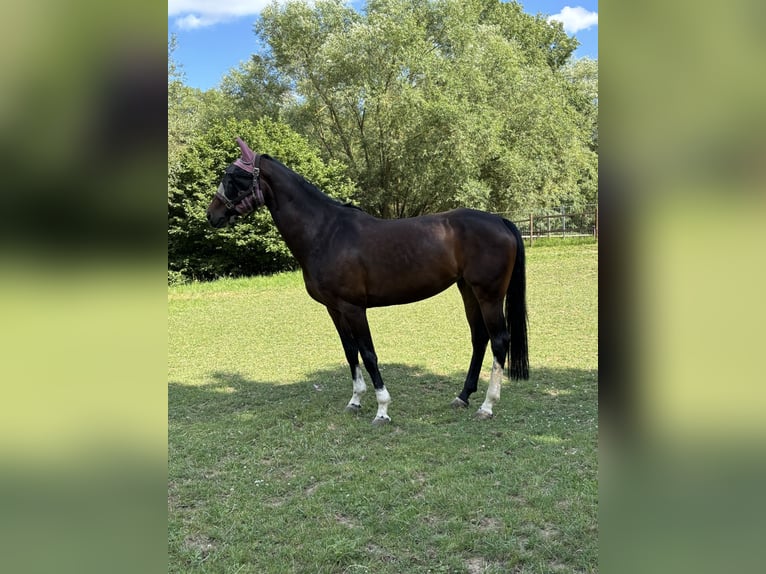 Oldenburg-International (OS) Mare 6 years 16 hh Bay-Dark in Limburg an der Lahn