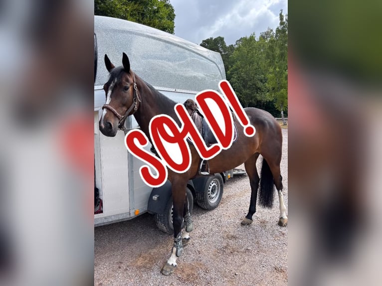 Oldenburg-International (OS) Mare 6 years 16 hh Bay-Dark in Limburg an der Lahn