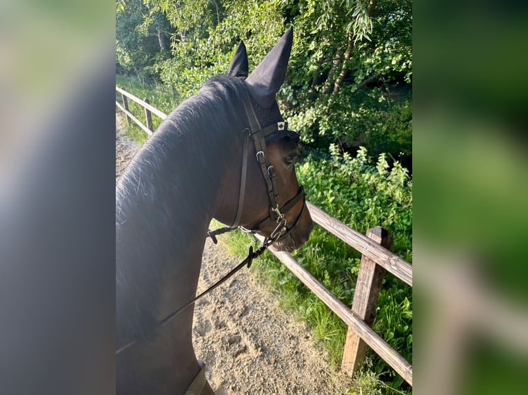 Oldenburg-International (OS) Mare 6 years 16 hh Bay-Dark in Limburg an der Lahn
