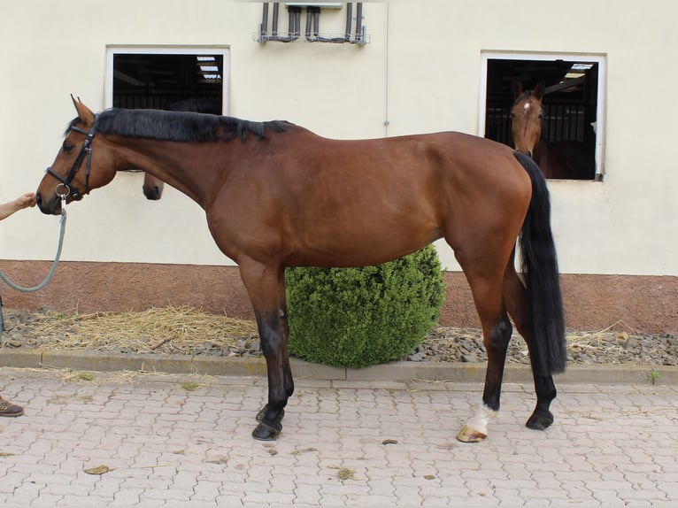 Oldenburg-International (OS) Mare 6 years 16 hh Brown in Bleicherode