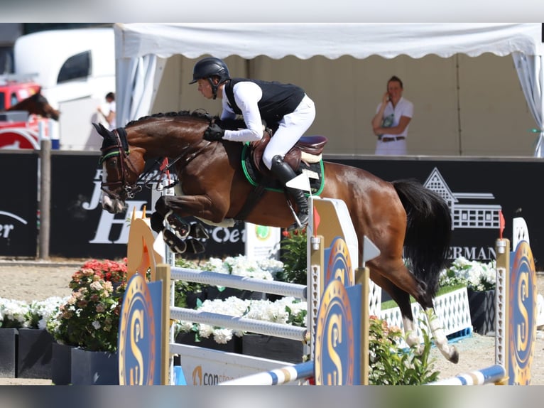 Oldenburg-International (OS) Mare 6 years 16 hh Brown in Osnabrück