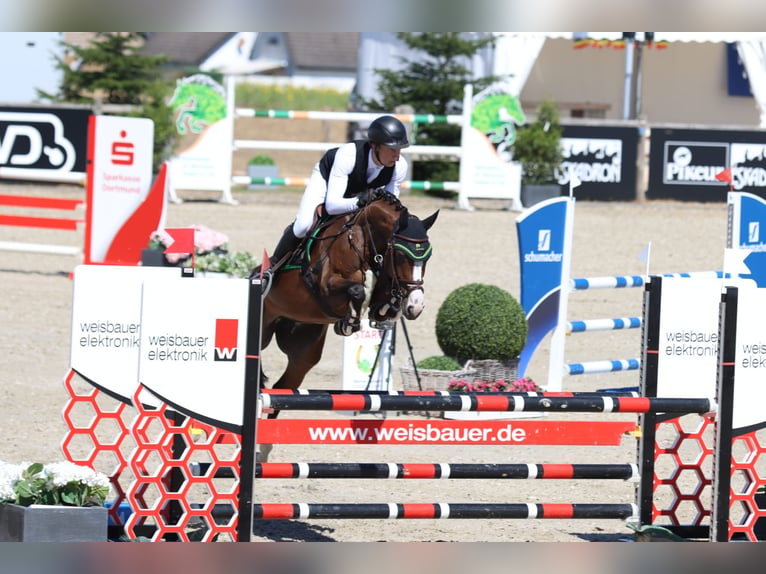 Oldenburg-International (OS) Mare 6 years 16 hh Brown in Osnabrück