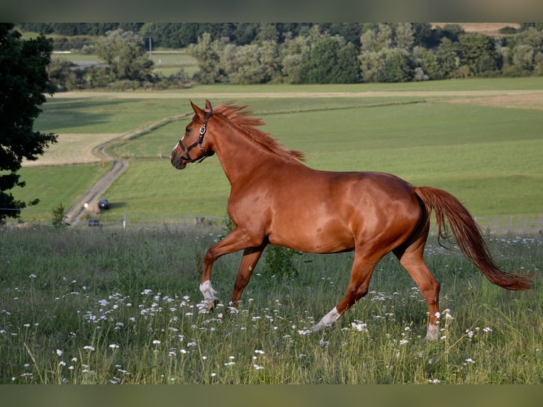 Oldenburg-International (OS) Mare 6 years 16 hh Chestnut-Red in Wetter