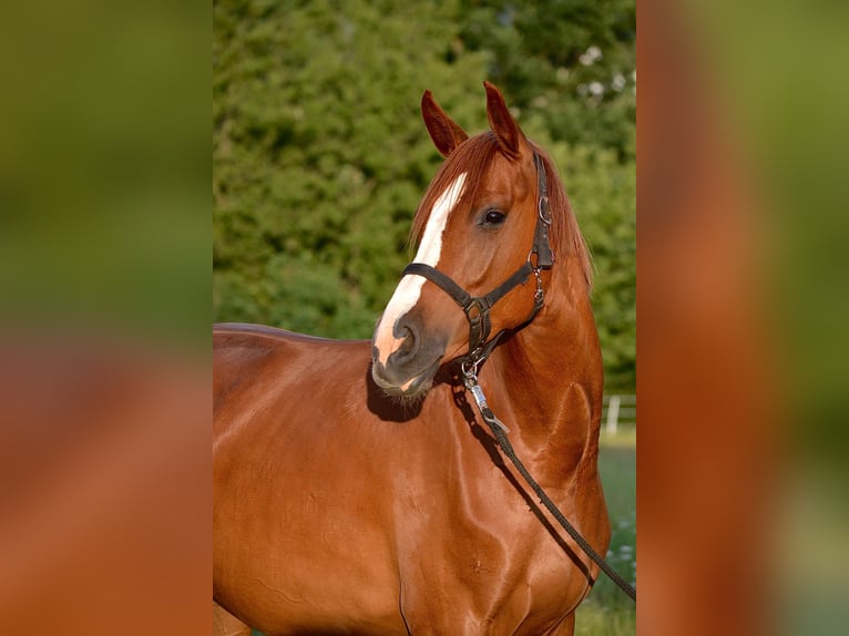 Oldenburg-International (OS) Mare 6 years 16 hh Chestnut-Red in Wetter
