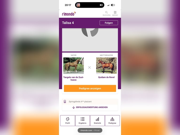 Oldenburg-International (OS) Mare 6 years 16 hh Chestnut-Red in Nettetal