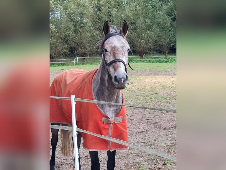 Oldenburg-International (OS) Mare 6 years 16 hh Grey in Ree