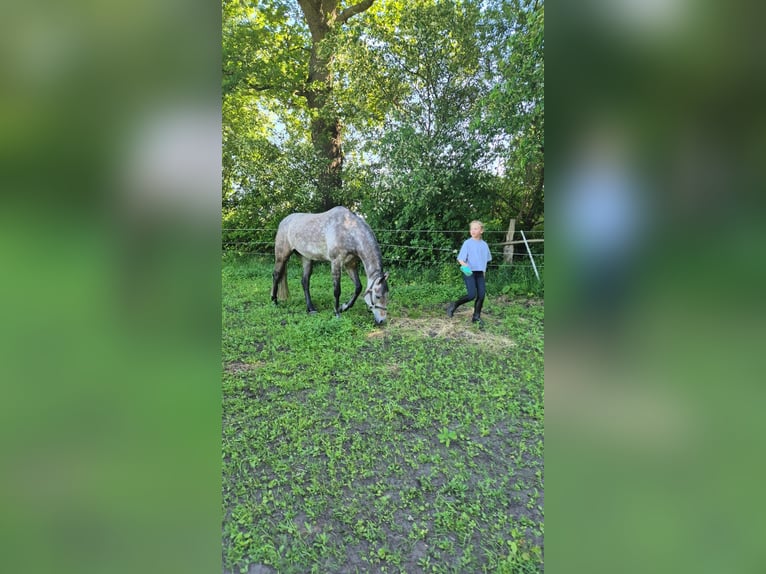 Oldenburg-International (OS) Mare 6 years 16 hh Grey in Ree