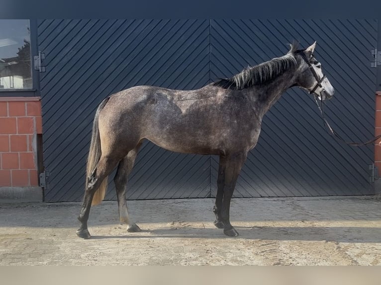 Oldenburg-International (OS) Mare 6 years 16 hh Grey in Winsen (Aller)