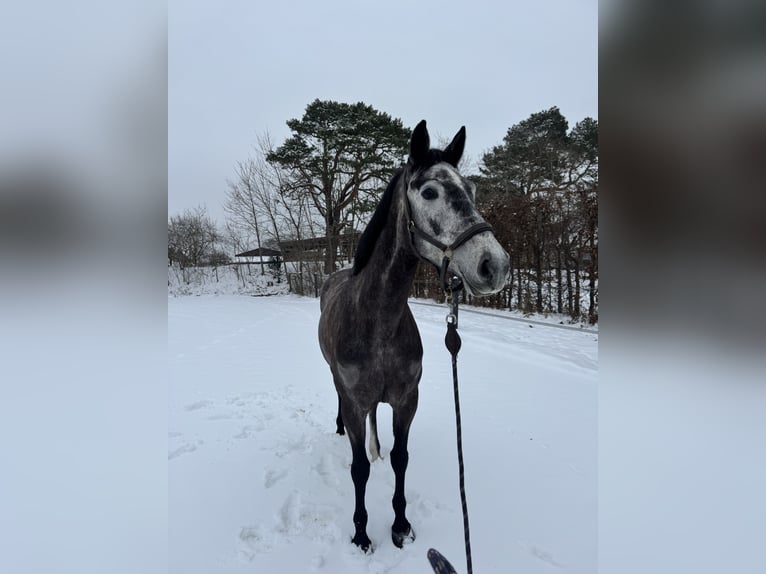 Oldenburg-International (OS) Mare 6 years 16 hh Grey in Winsen (Aller)