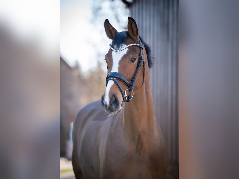 Oldenburg-International (OS) Mare 6 years 16,1 hh Brown in Bramsche