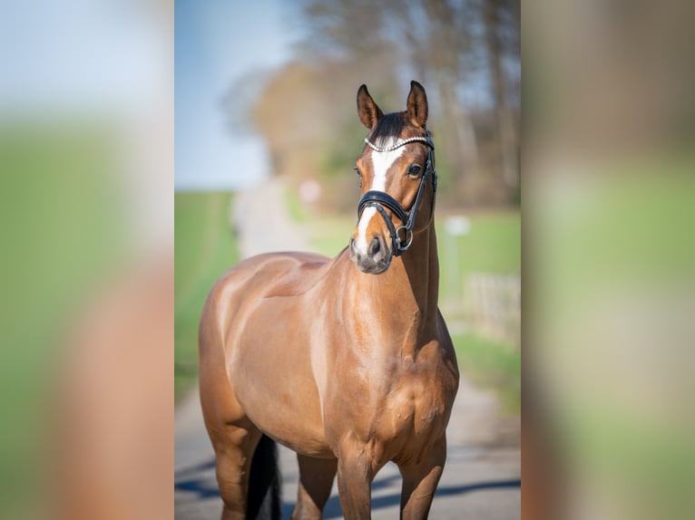 Oldenburg-International (OS) Mare 6 years 16,1 hh Brown in Bramsche