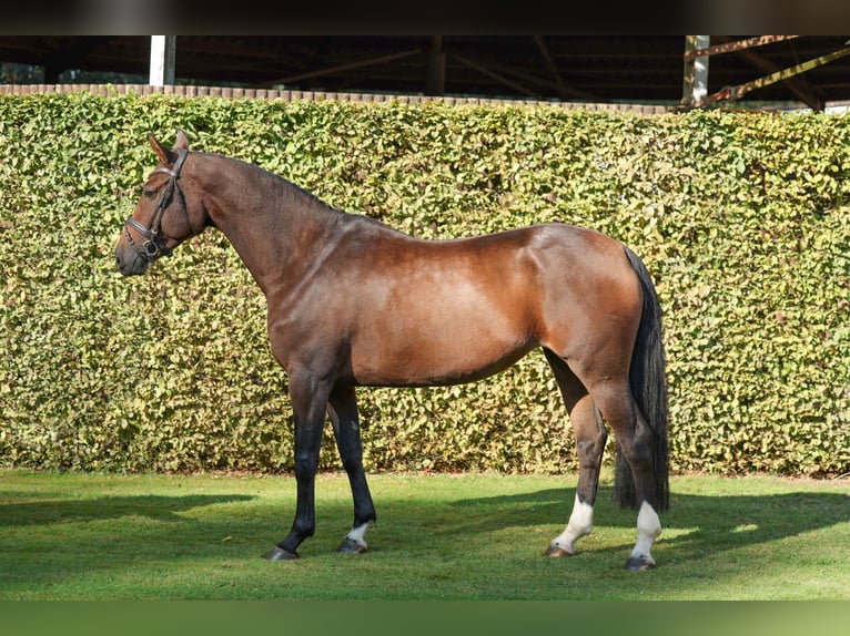 Oldenburg-International (OS) Mare 6 years 16,1 hh Brown in Lastrup Oldenburg-International (OS) Mare 6 years 16,1 hh Brown in Lastrup