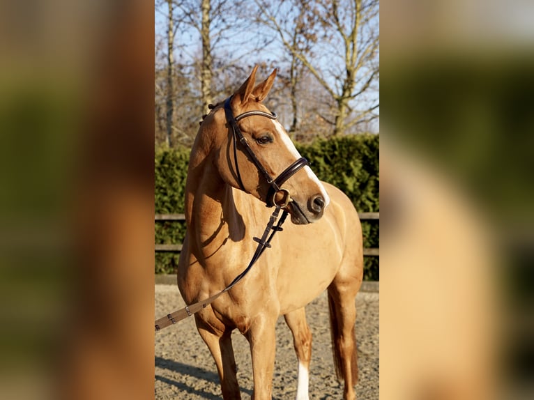 Oldenburg-International (OS) Mare 6 years 16,1 hh Chestnut-Red in Lohne (Oldenburg)