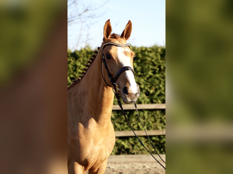 Oldenburg-International (OS) Mare 6 years 16,1 hh Chestnut-Red in Lohne (Oldenburg)