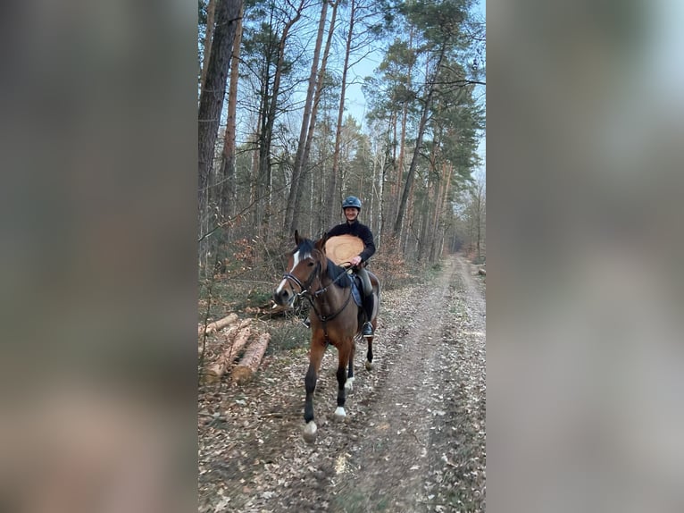 Oldenburg-International (OS) Mare 6 years 16,2 hh Brown in Kühren-Burkartshain