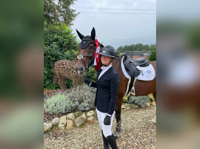 Oldenburg-International (OS) Mare 6 years 16,2 hh Brown in Heinsberg
