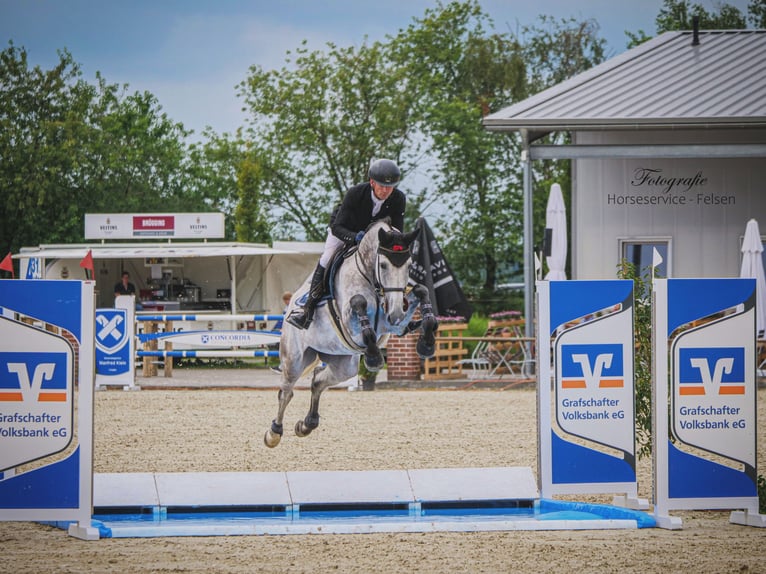 Oldenburg-International (OS) Mare 6 years 16,2 hh Grey in Ankum