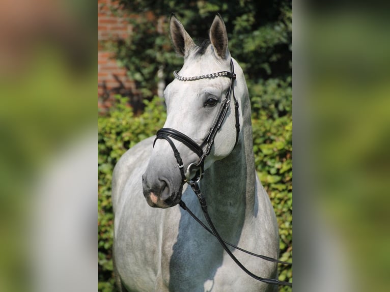 Oldenburg-International (OS) Mare 6 years 16,2 hh Grey in Osnabrück