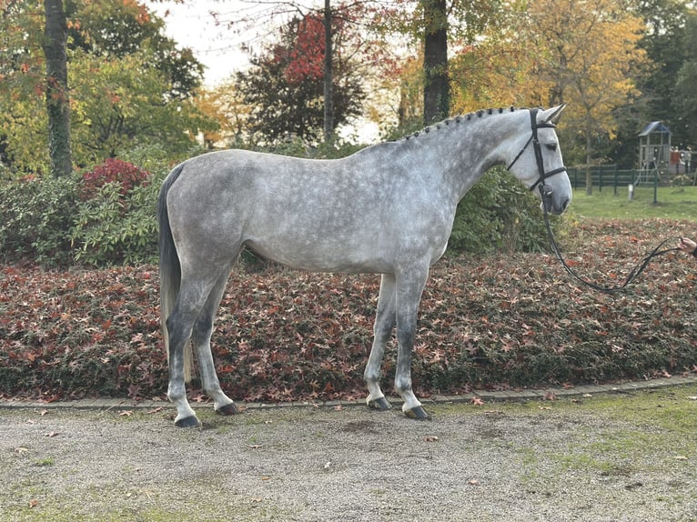 Oldenburg-International (OS) Mare 6 years 16,2 hh Grey in Sassenberg Oldenburg-International (OS) Mare 6 years 16,2 hh Grey in Sassenberg