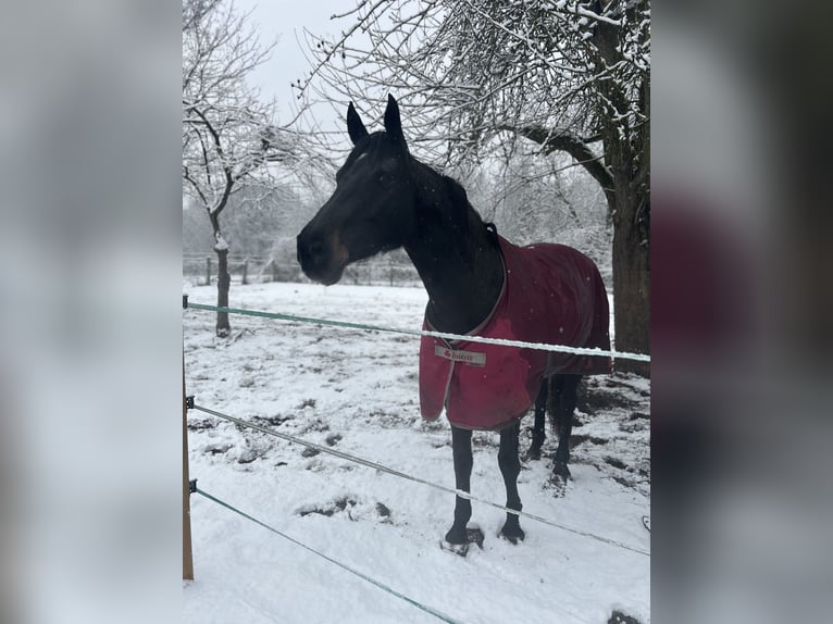 Oldenburg-International (OS) Mare 6 years 16,3 hh Black in Hanau Steinheim