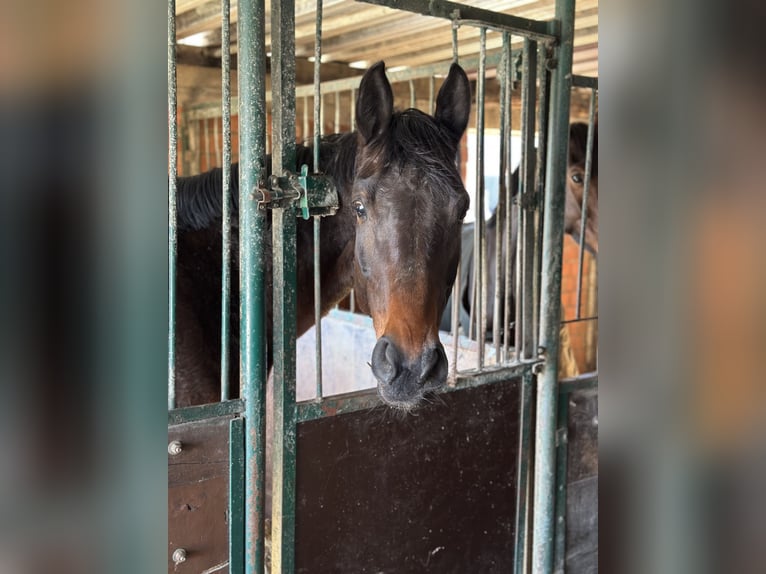 Oldenburg-International (OS) Mare 6 years 16,3 hh Brown in Neuenkirchen
