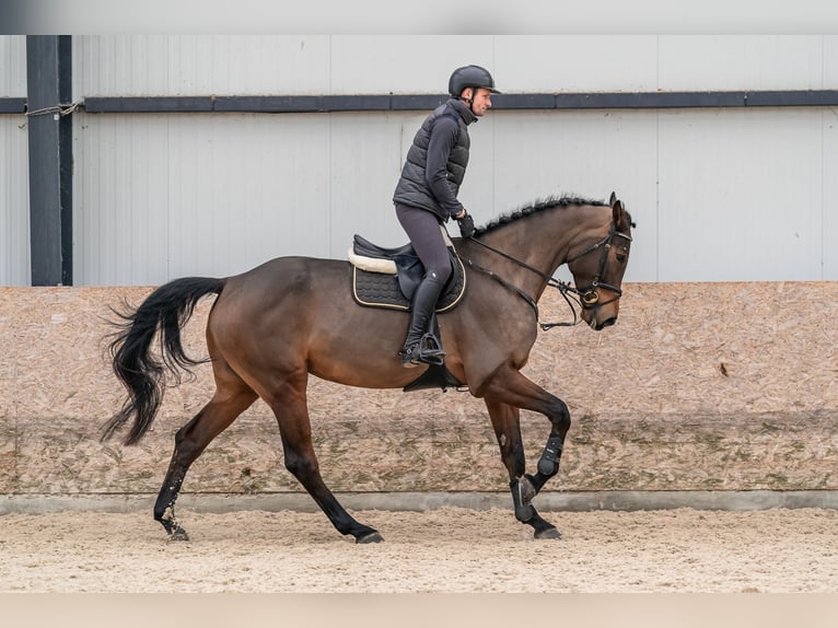 Oldenburg-International (OS) Mare 6 years 17.2 hh Bay in Zduchovice