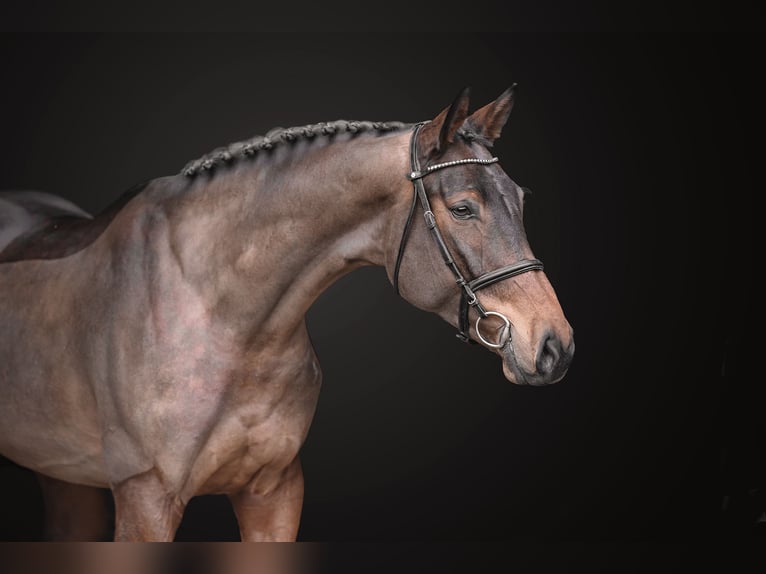 Oldenburg-International (OS) Mare 6 years 17.2 hh Bay in Zduchovice