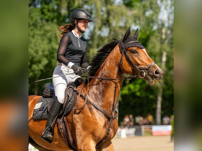 Oldenburg-International (OS) Mare 6 years Brown in Falkenhain